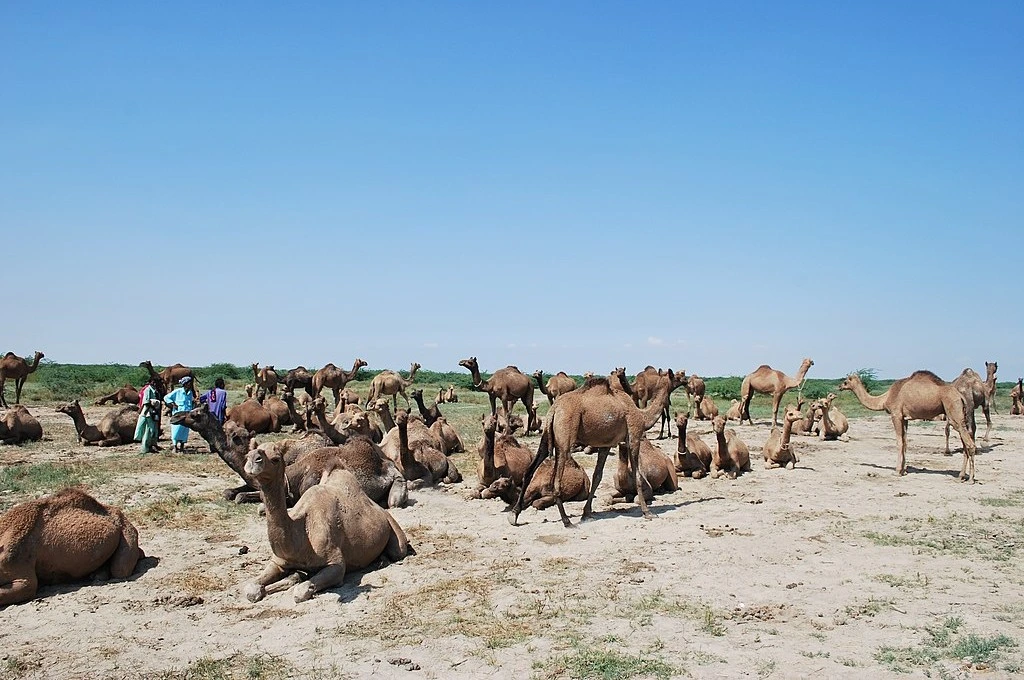 The image shows a herd of camels sitting on a patch of sand. Three people are standing among the herd. There are bushes and grass growing in the background and in the distance._Camel herding