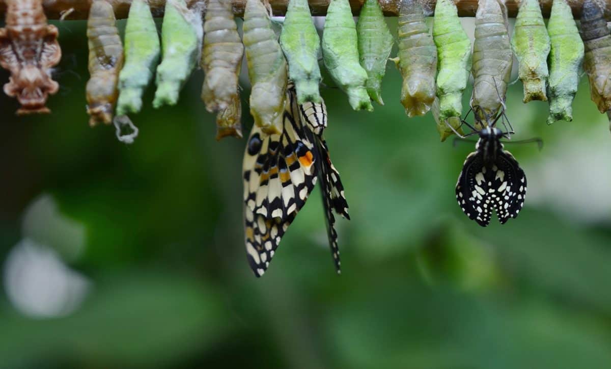 Butterflies emerging out of their cocoons