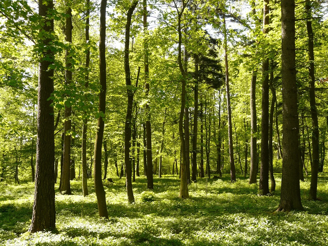 forest-trees_Pixabay