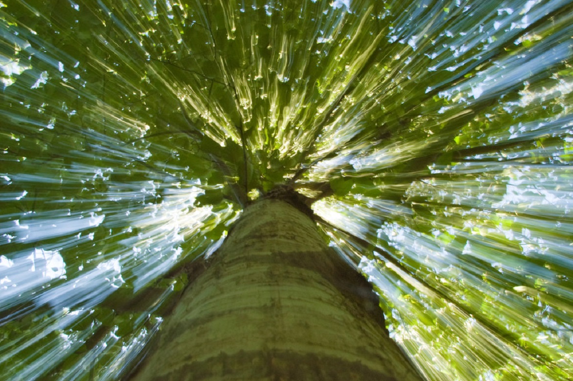 the view of a tree from underneath it