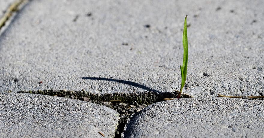 A blade of grass emerging through concrete craks