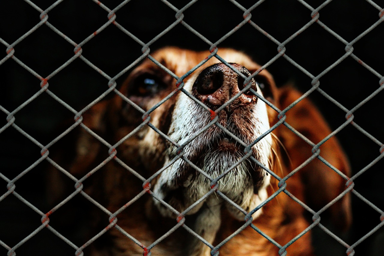 A dog behind a cage in India