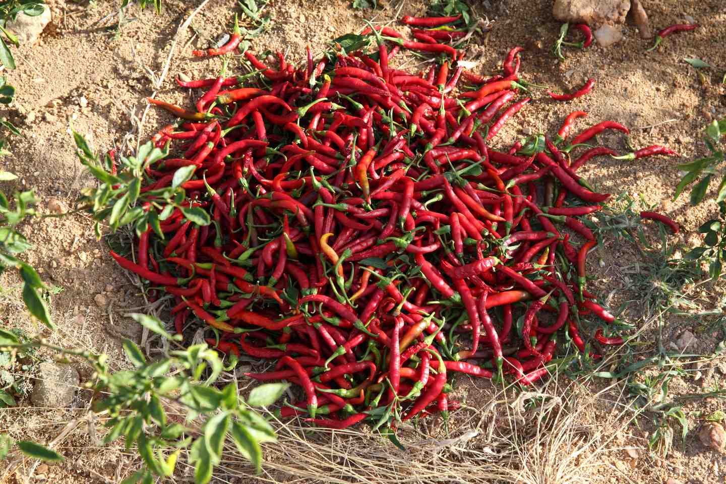 A pile of chilli on the ground_ASwaminathan_agriculture