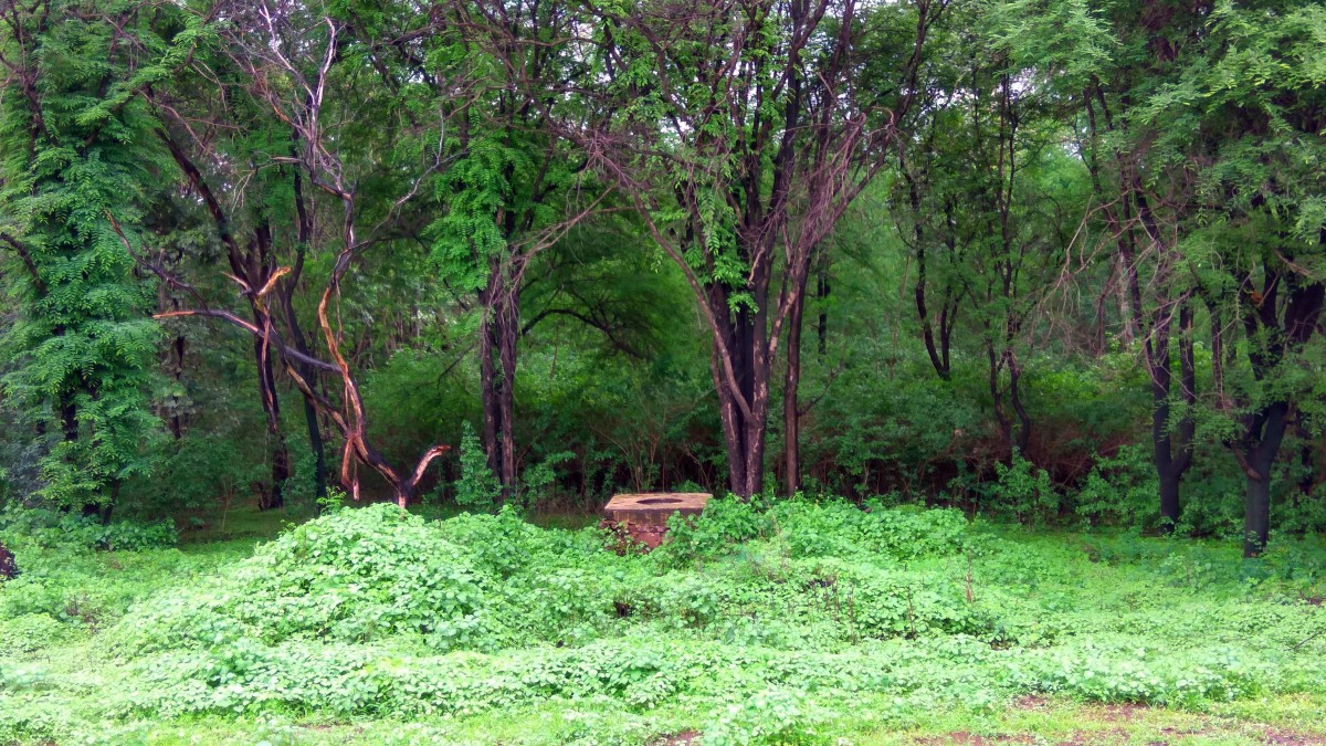 trees in a forest in India-Adivasi-Wikimedia Commons