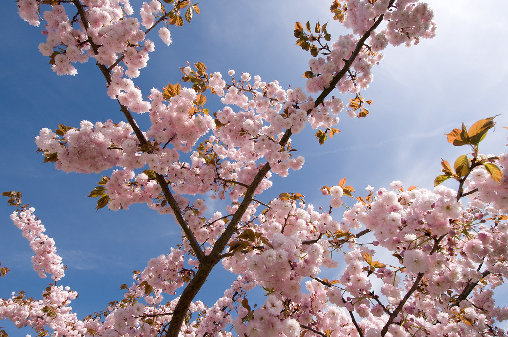 Cherry-blossoms_Haiku_Flickr