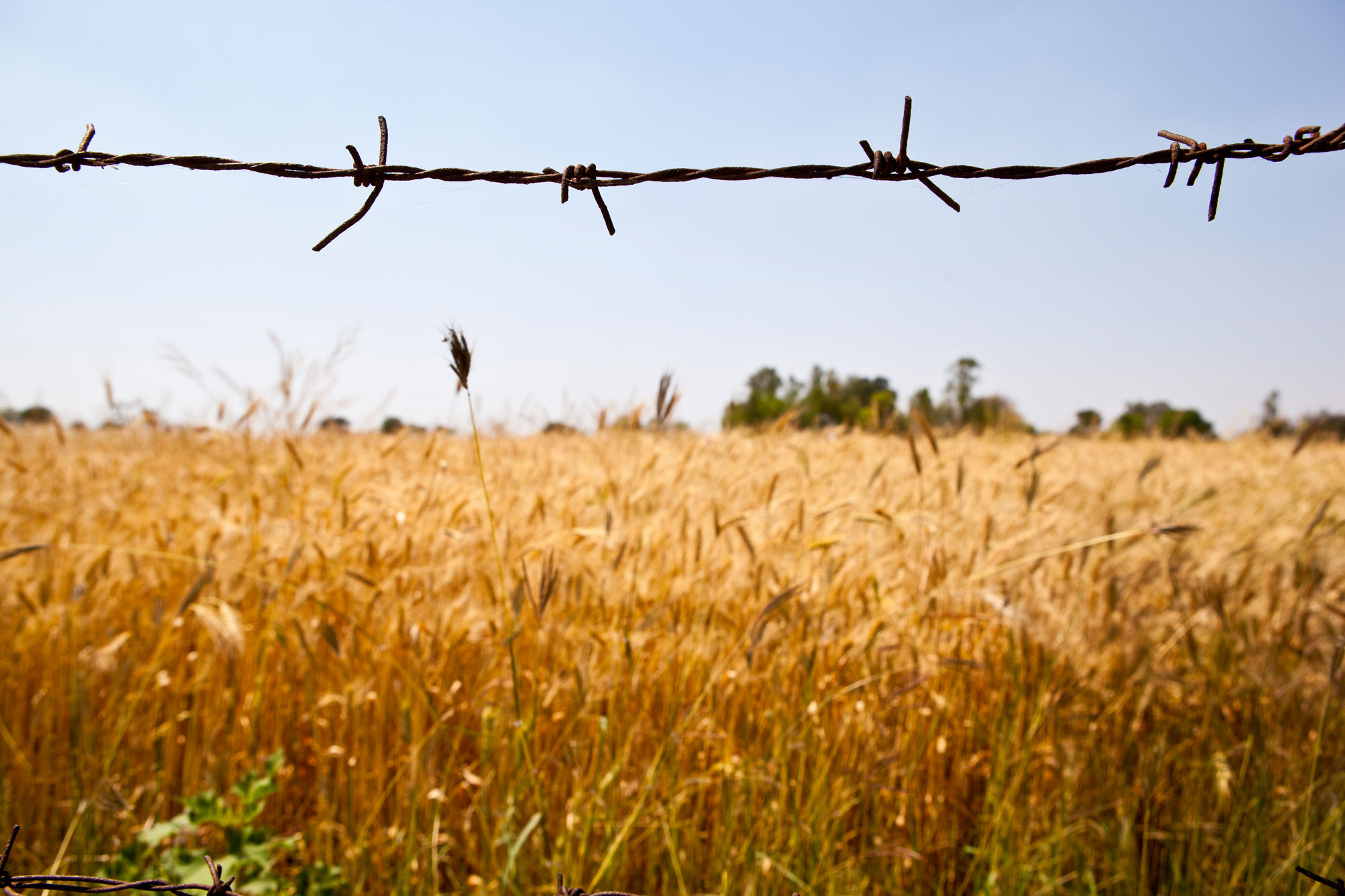 A field full of wheat