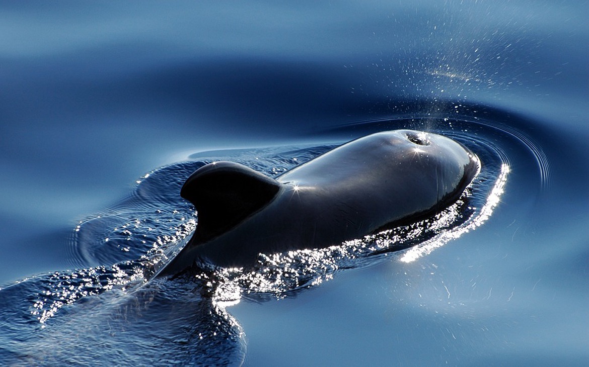 Whale Image for slider