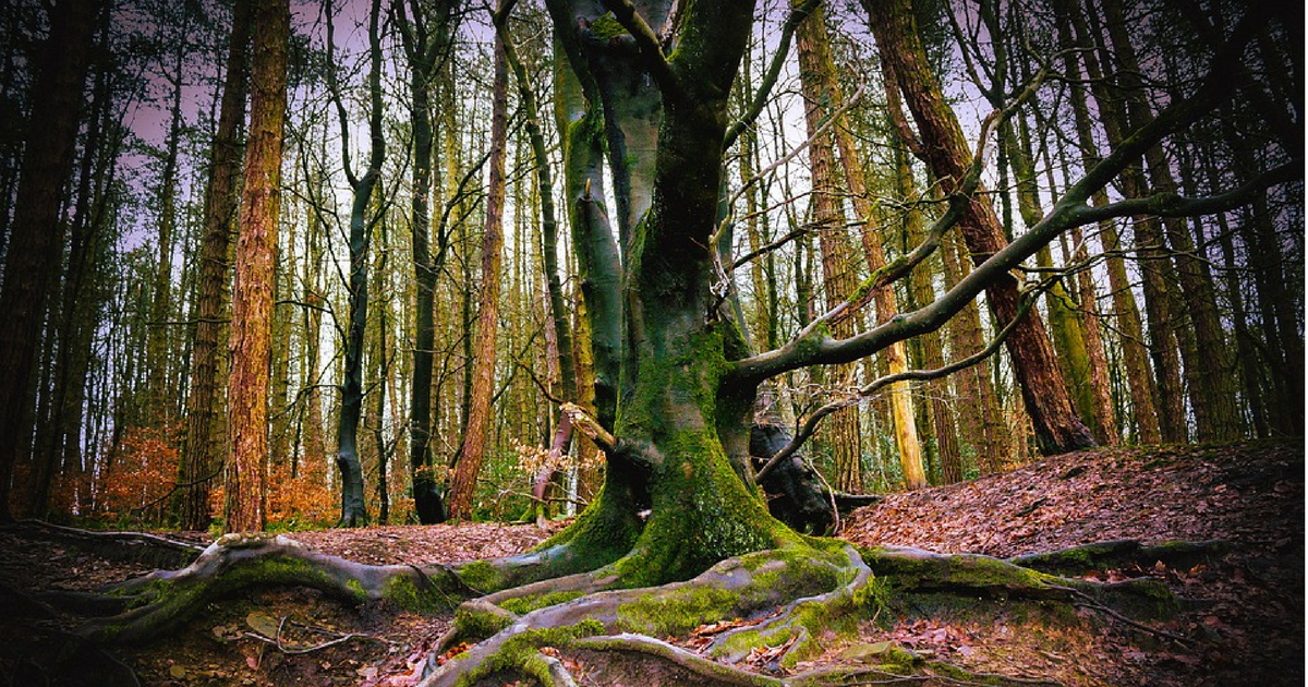 CSR Outdoor Woods Tree Autumn Leaves Wild Forest