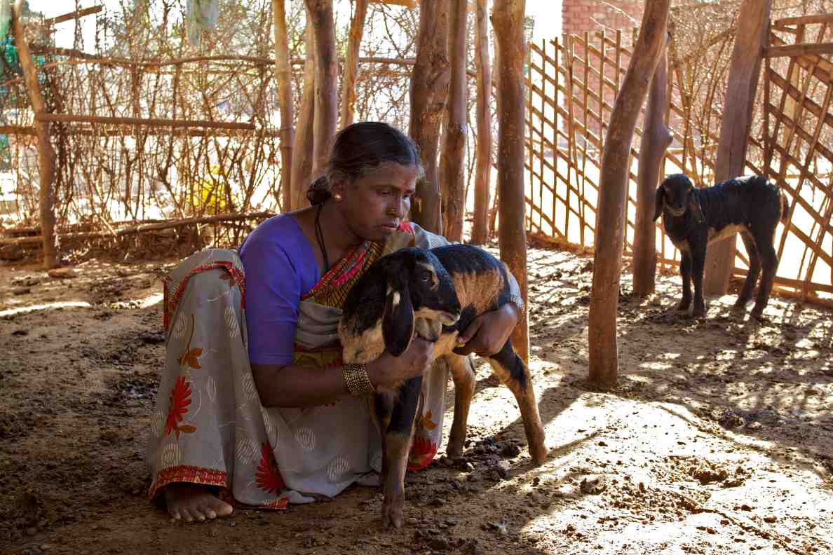 woman in rural india holding her lamb-COVID-19 lockdown-livestock farmers- Picture courtesy: Arjun Swaminathan