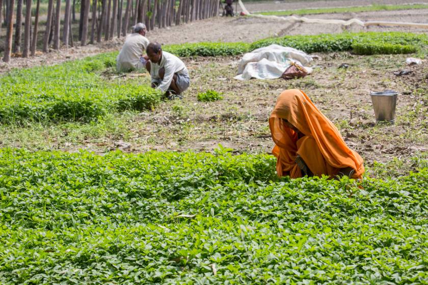 a woman farm labourer_agriculture-Picture courtesy: ©Bill &amp; Melinda Gates 