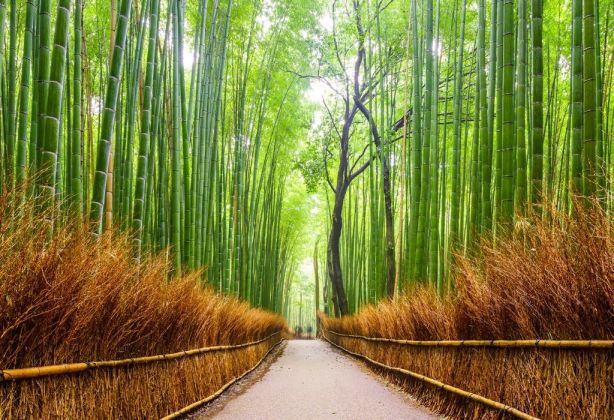 bambooPath.CenteredSelf.wellbeing_covid