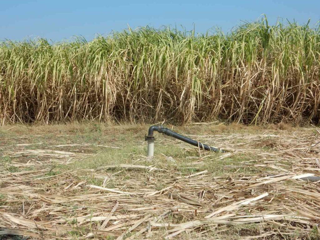 borewell in a sugarcane field in Maharashtra