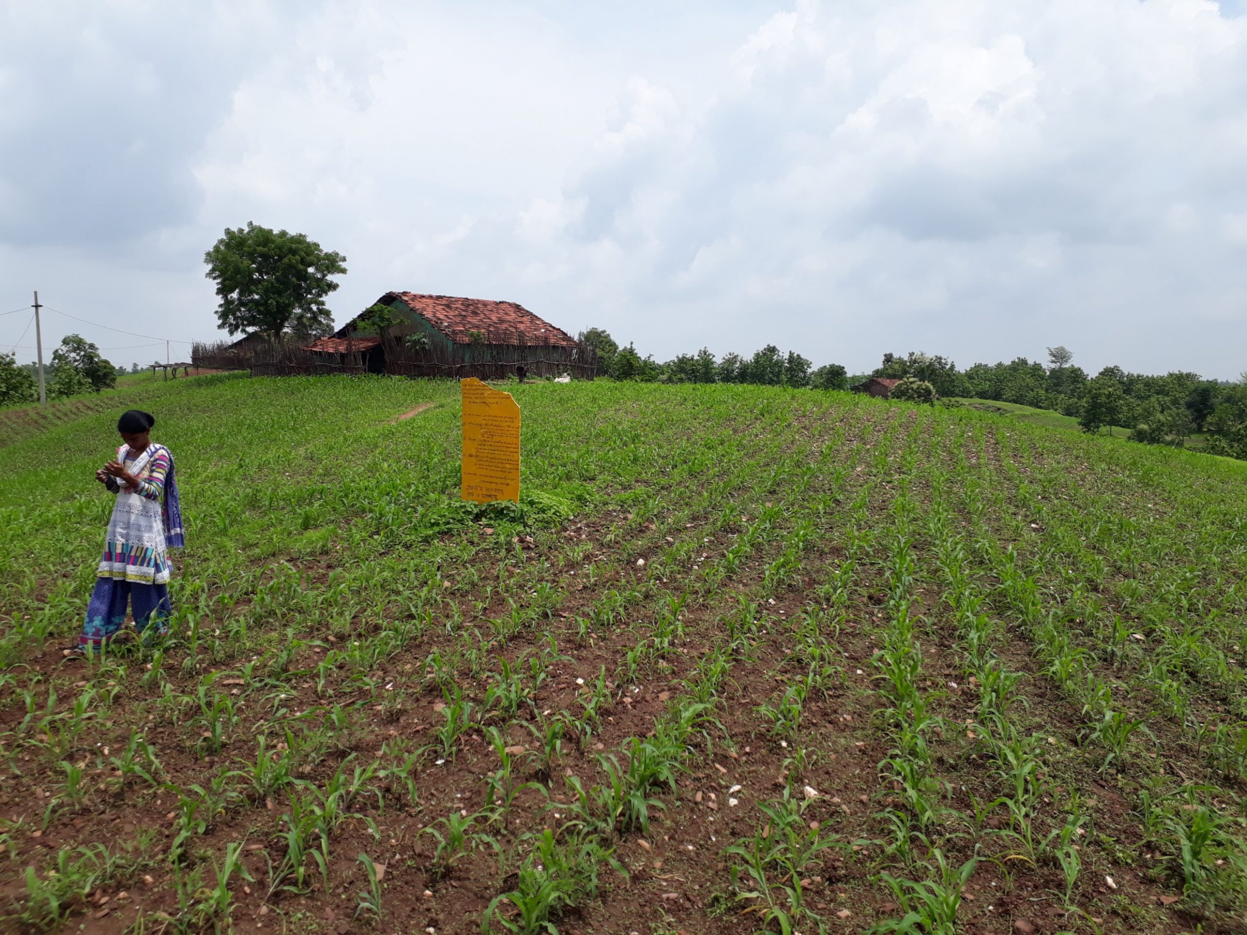 A person standing in a field-systems of local self-government in India