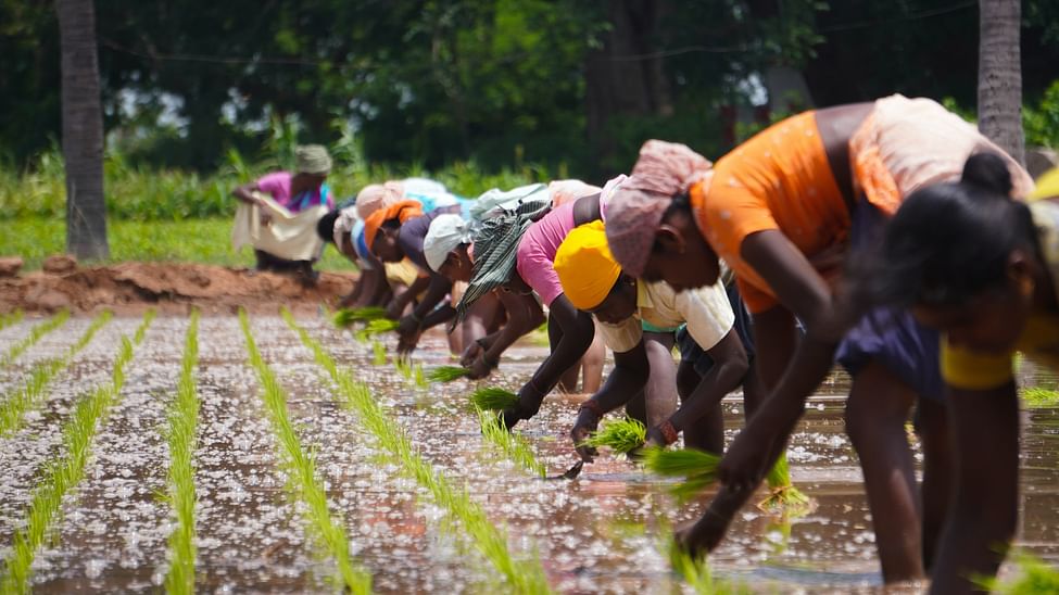 Agriculture value chains - Women farmers sowing paddy_Unsplash