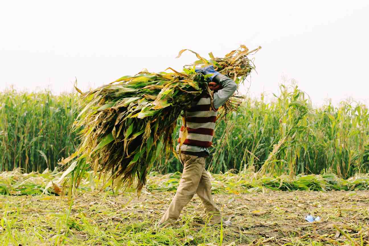 A farmer carrying a bundle of maize on his head. The agricultural sector is crucial to the recovery of India's rural economy