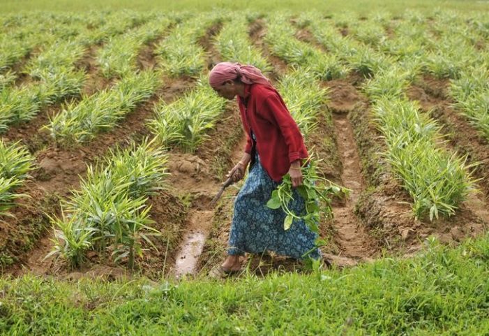 a woman working in a farm