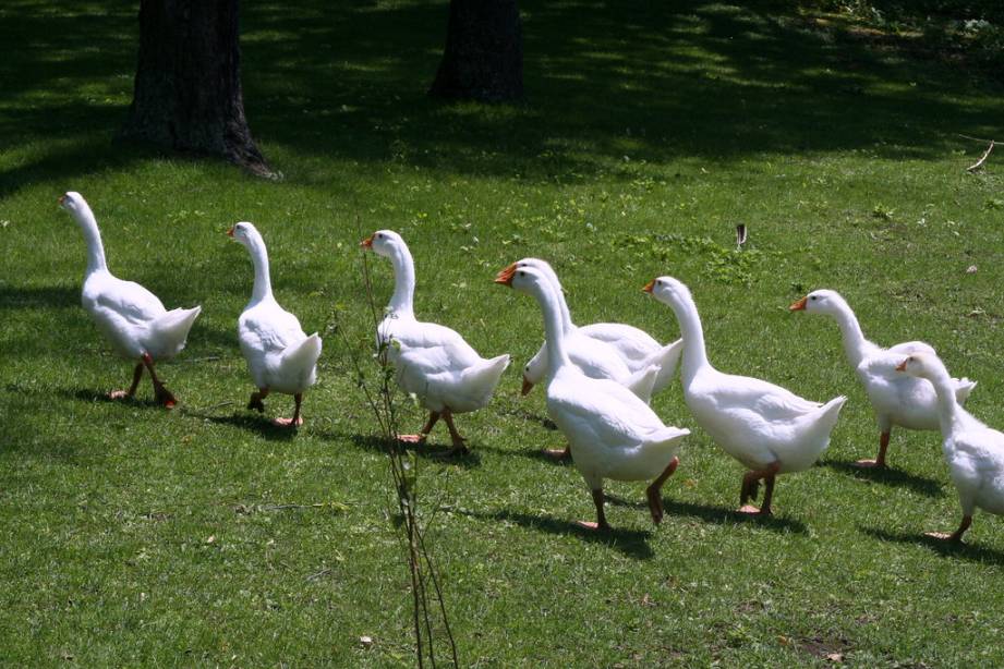 geese in a line_social sector careers_flickr