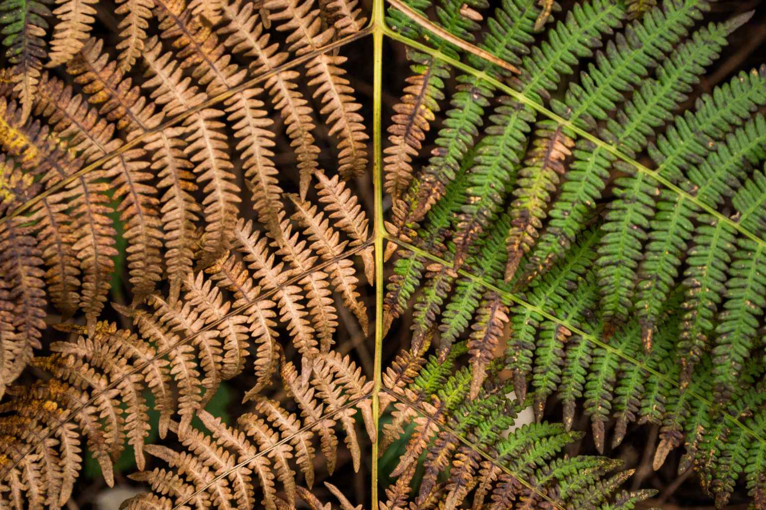 half withered and half healthy plant closeup_unsplash