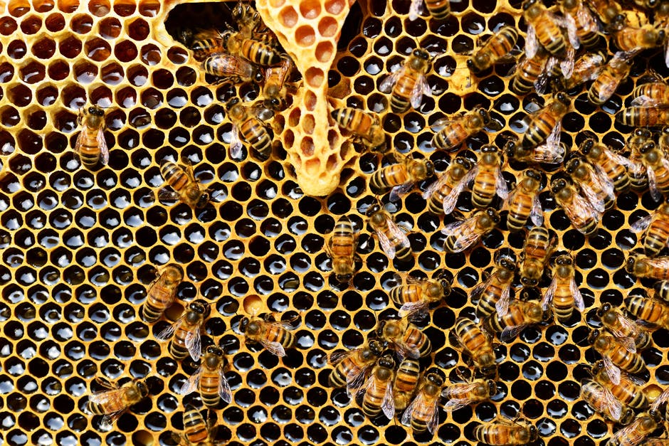 honeycomb with bees