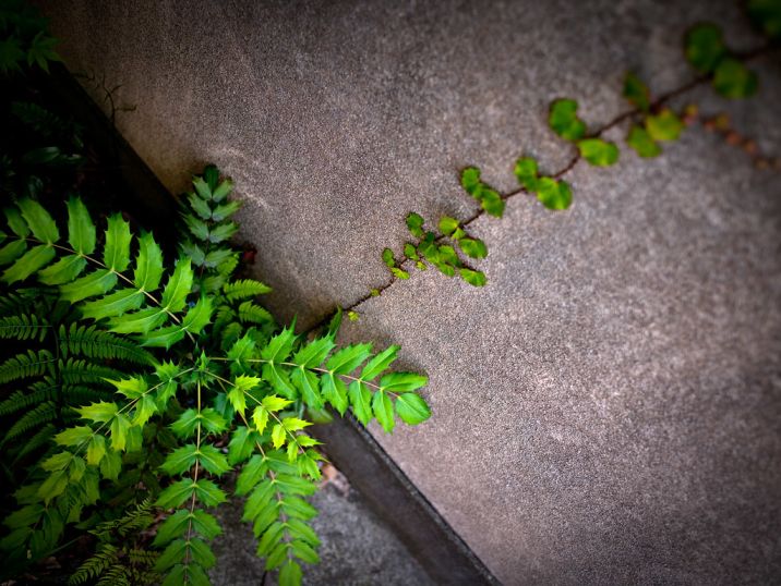 plant growing through cracks in a wall-resilience