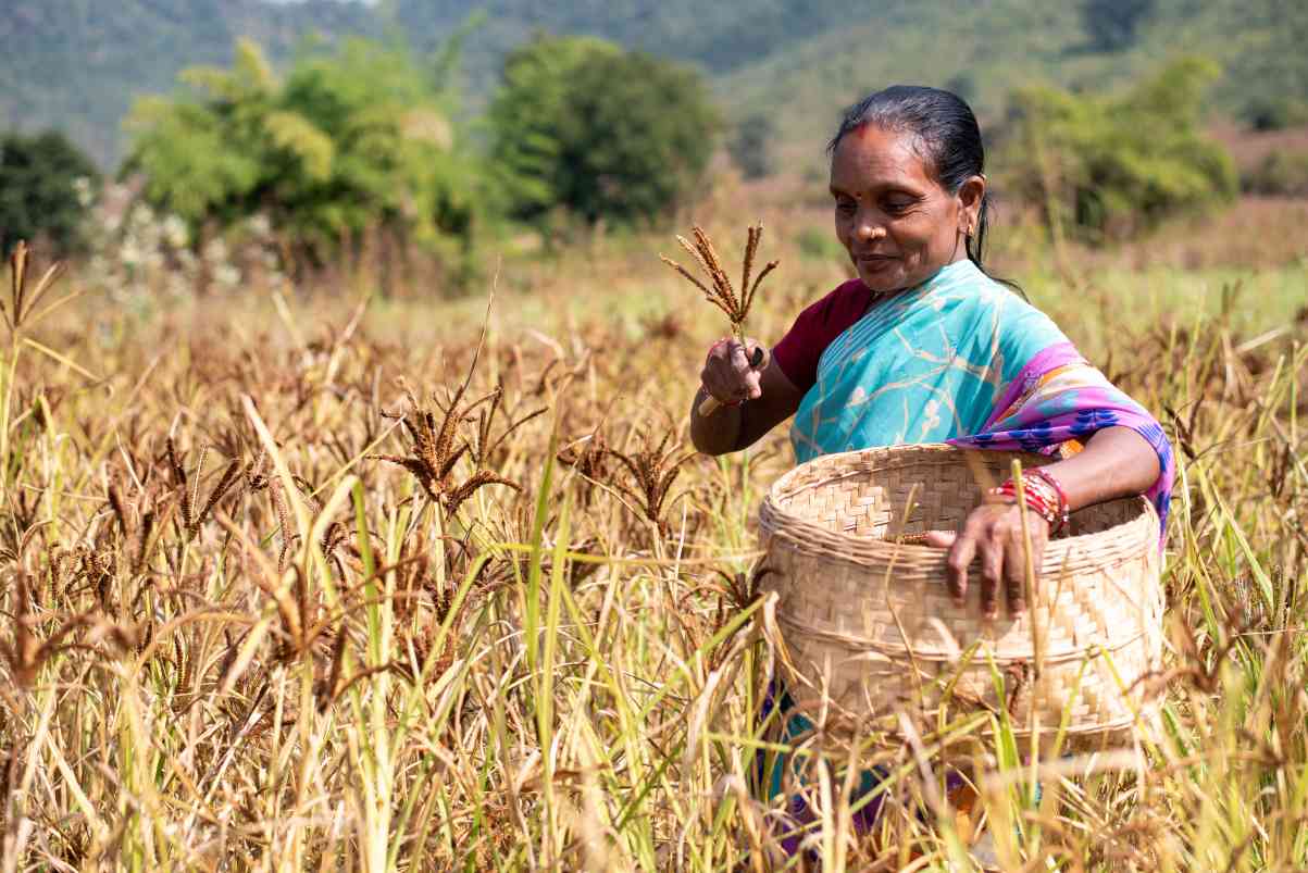 Woman harvesting wheat in farmland_farmers