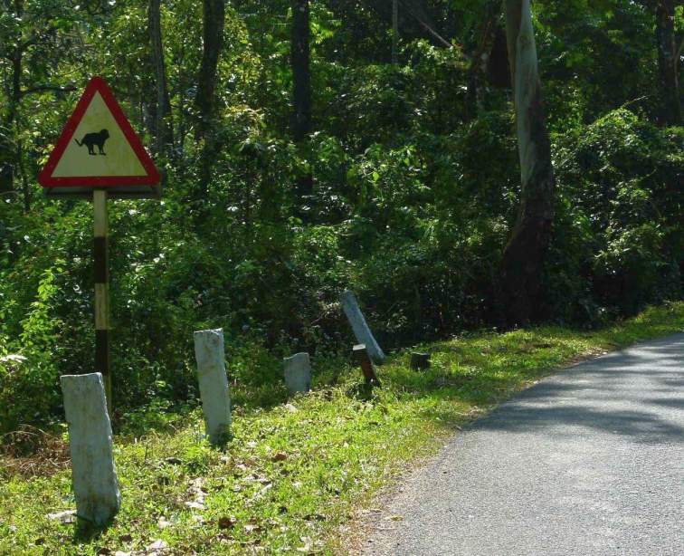 monkey crossing in india-environment