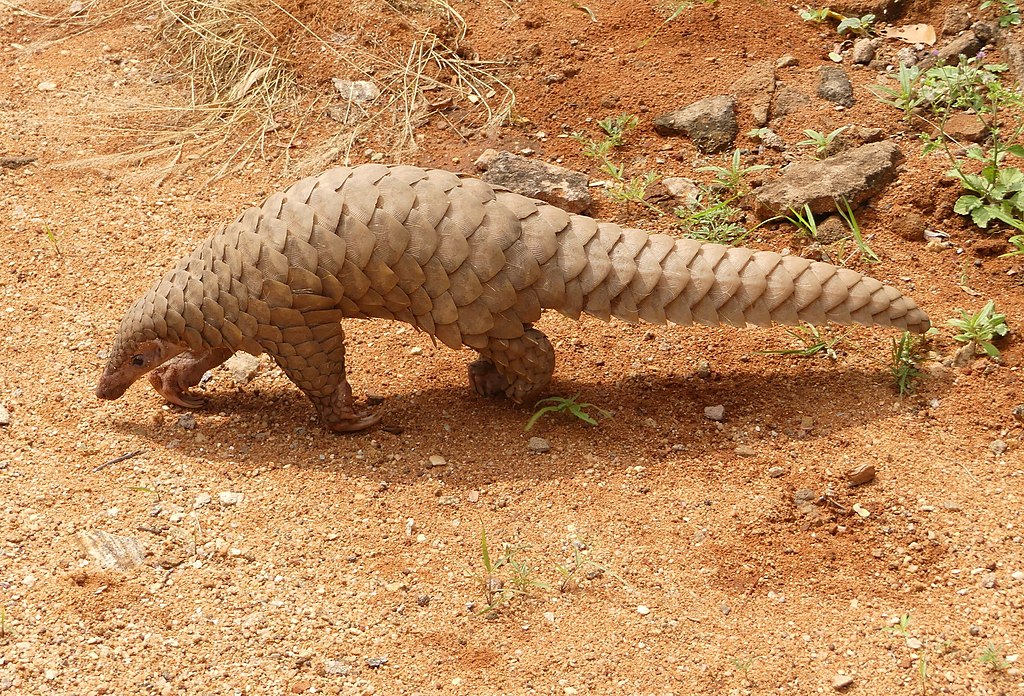 A pangolin crossing a path