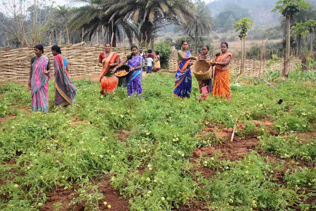 women working together on a field-rural livelihoods