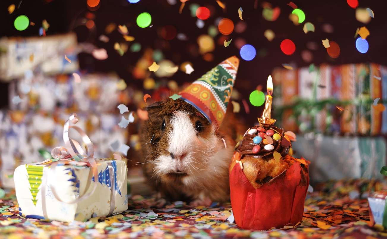 Guinea pig wearing a party hat next to gifts