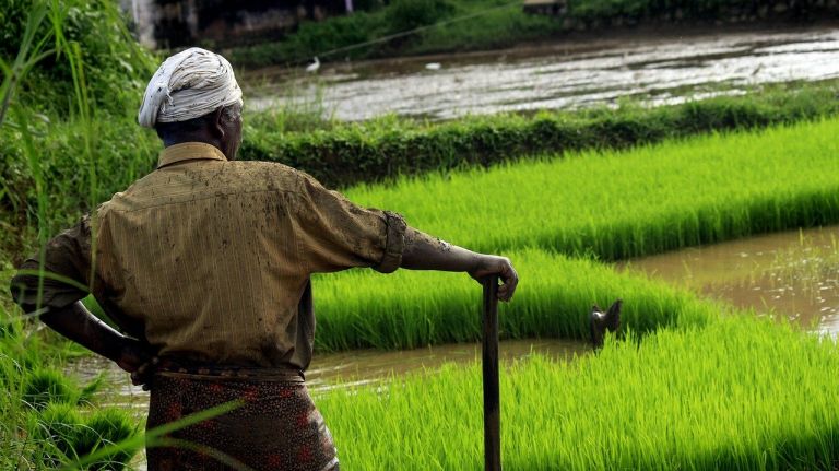 Farmer looking at his field_Pixabay