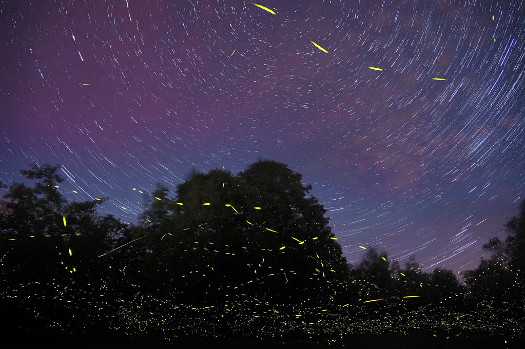 fire flies and star trails_nonprofit scale_flickr