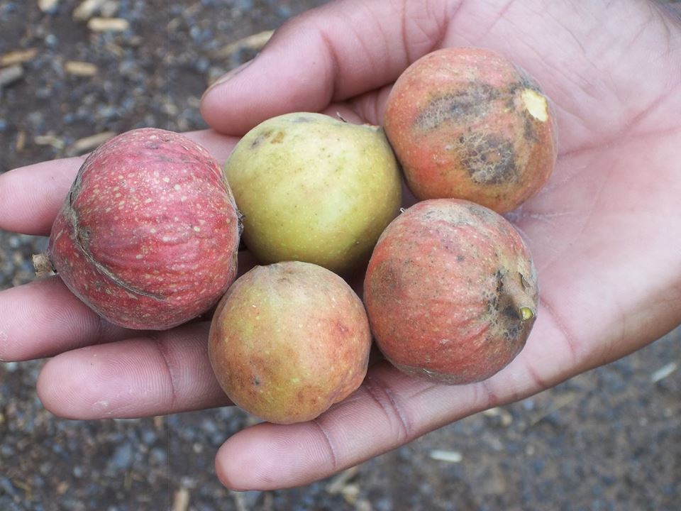 nutrition_fruits collected from the forest by Paharias