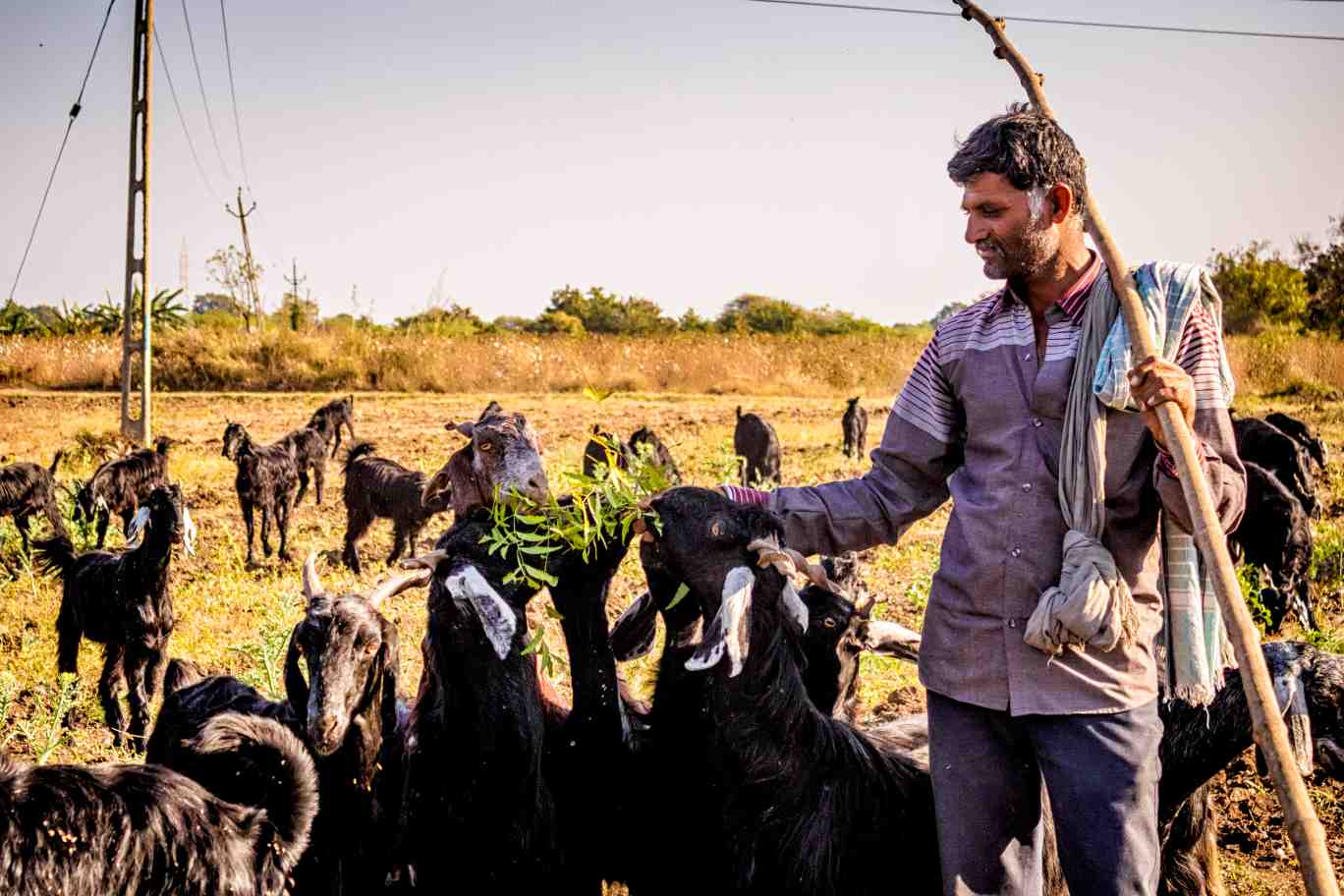 Pastoralist grazing goat_pastoral community