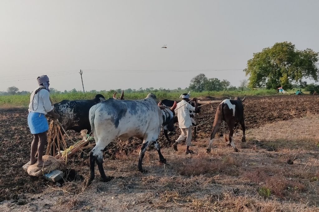 Land reforms act farmer ploughing field using bullocks in Telangana