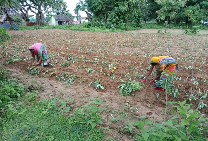 Two women working on a sweet potato field-returning migrant workers