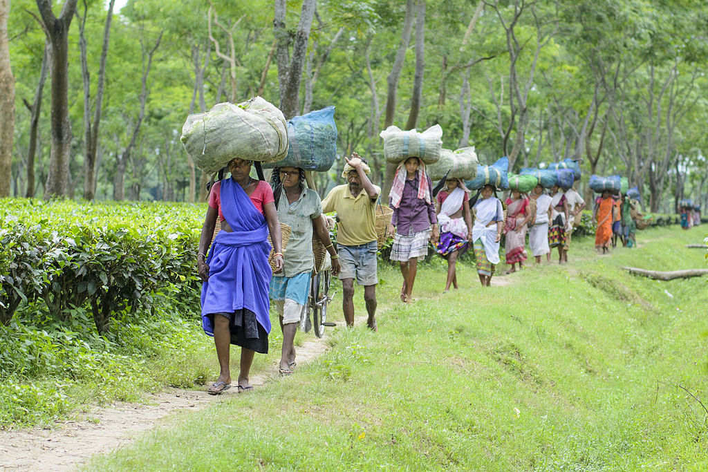 Women walking in Assam tea plantation