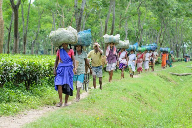 Women workers walking at an Assam tea plantations