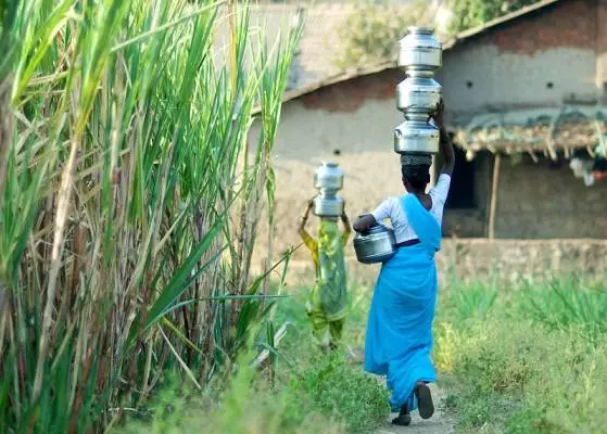 The image shoes two women walking along the edge of a sugarcane field in a village. Both women are carrying a stack of steel water-storage pots on their heads._Dalit woman