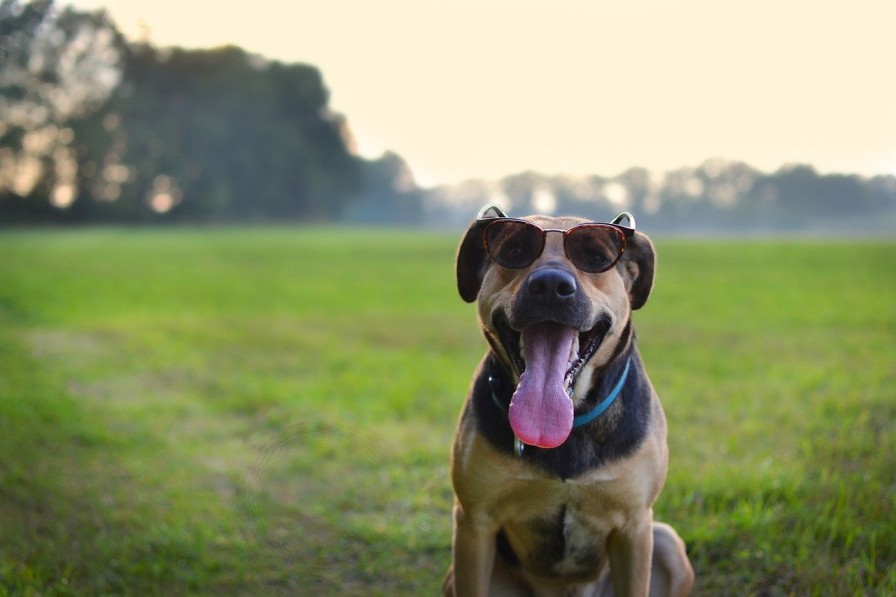 dog wearing sunglasses looking into the camera_stress-busting memes-pixabay