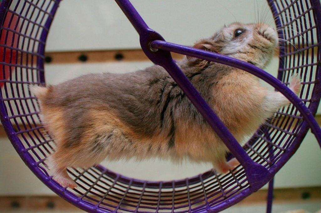 Hamster running in a wheel-education nonprofit