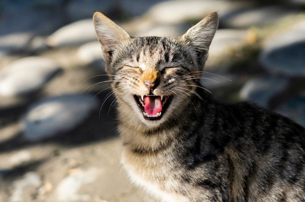 an image of a cat with its eyes closed and mouth open-funders