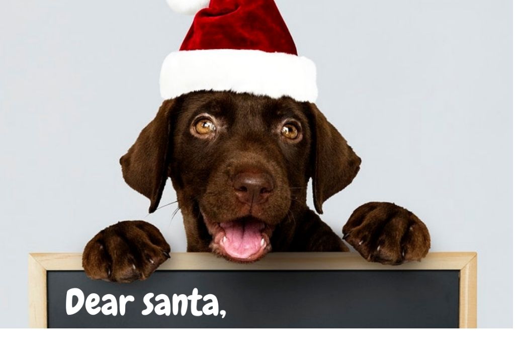 an image of a brown dog with a Santa Claus red and white cap worn during Christmas. On the bottom of the screen, there is a black board with the words 'Dear Santa,'-nonprofit Christmas wish list