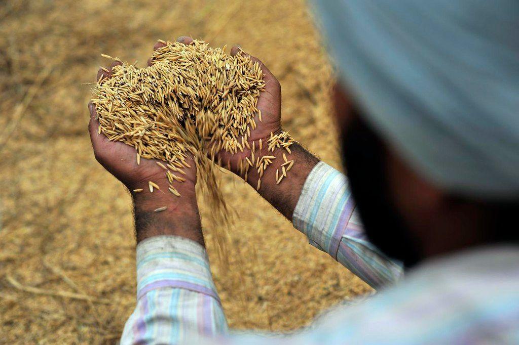 man holding foodgrains in hand - food subsidies