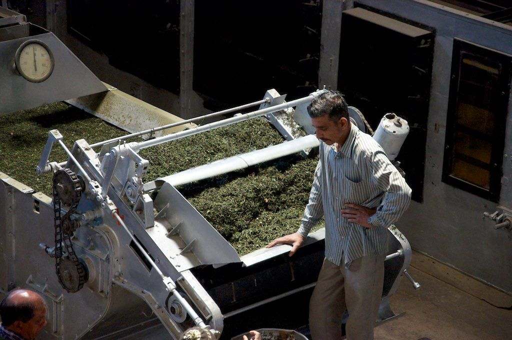 A tea factory worker overseeing a machine-SMEs