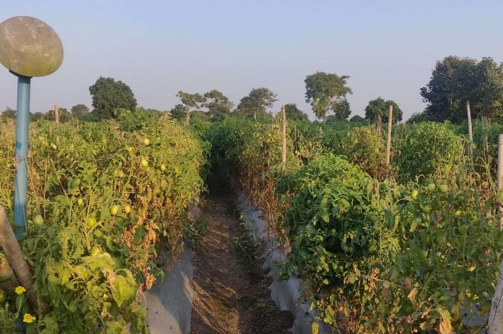 A tomato farm-value chain