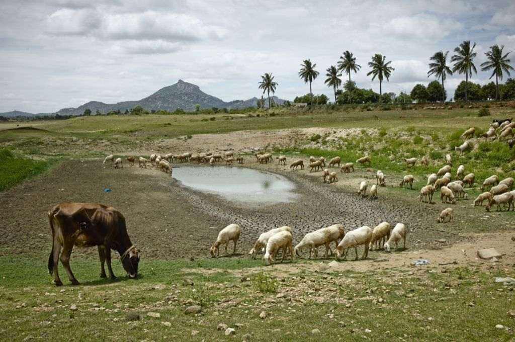 A cow on the left and a number of sheep grazing a field. There's a water source in the middle_land rights commons