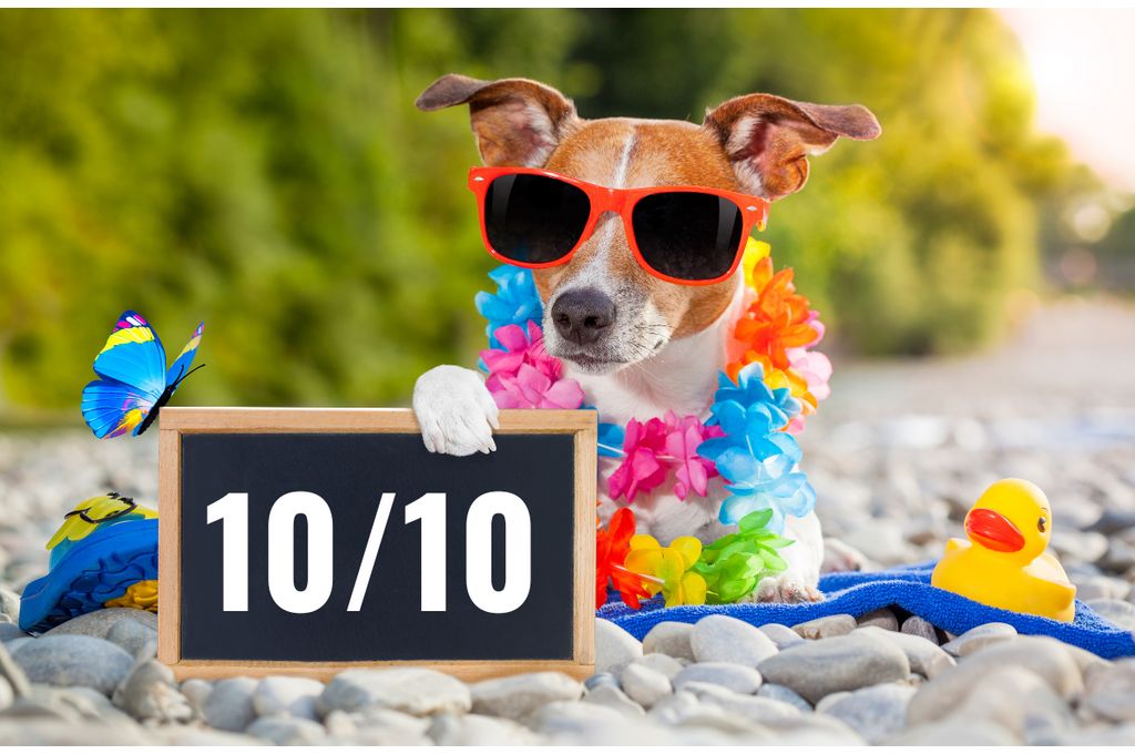 A dog holding up a sign that says "10/10"