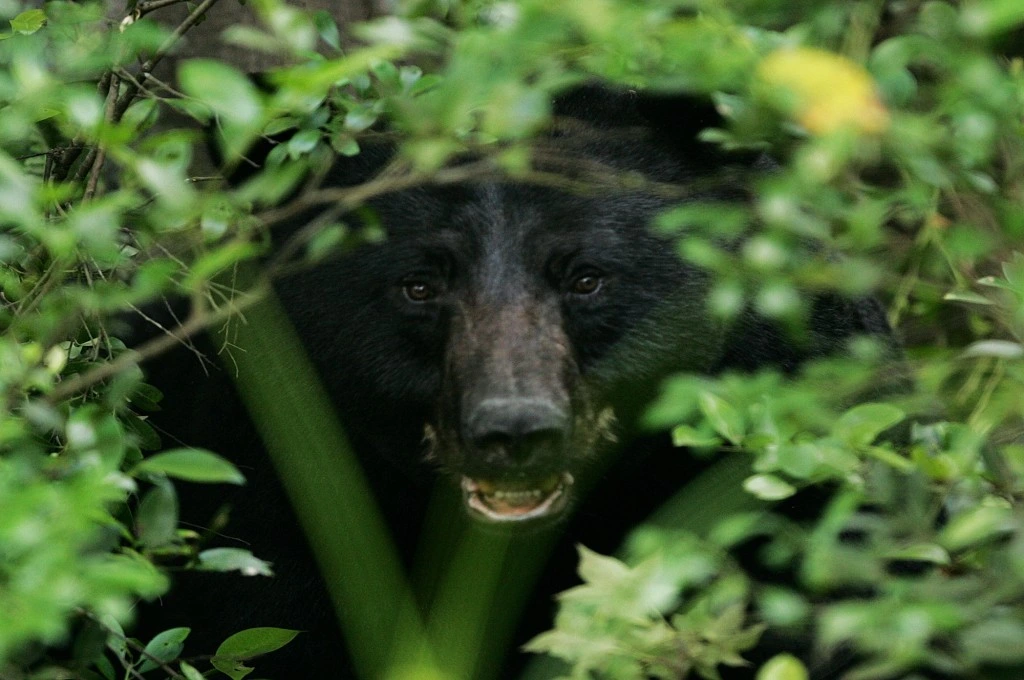 The image shows a black bear peeking through a thicket of branches and leaves._Deforestation