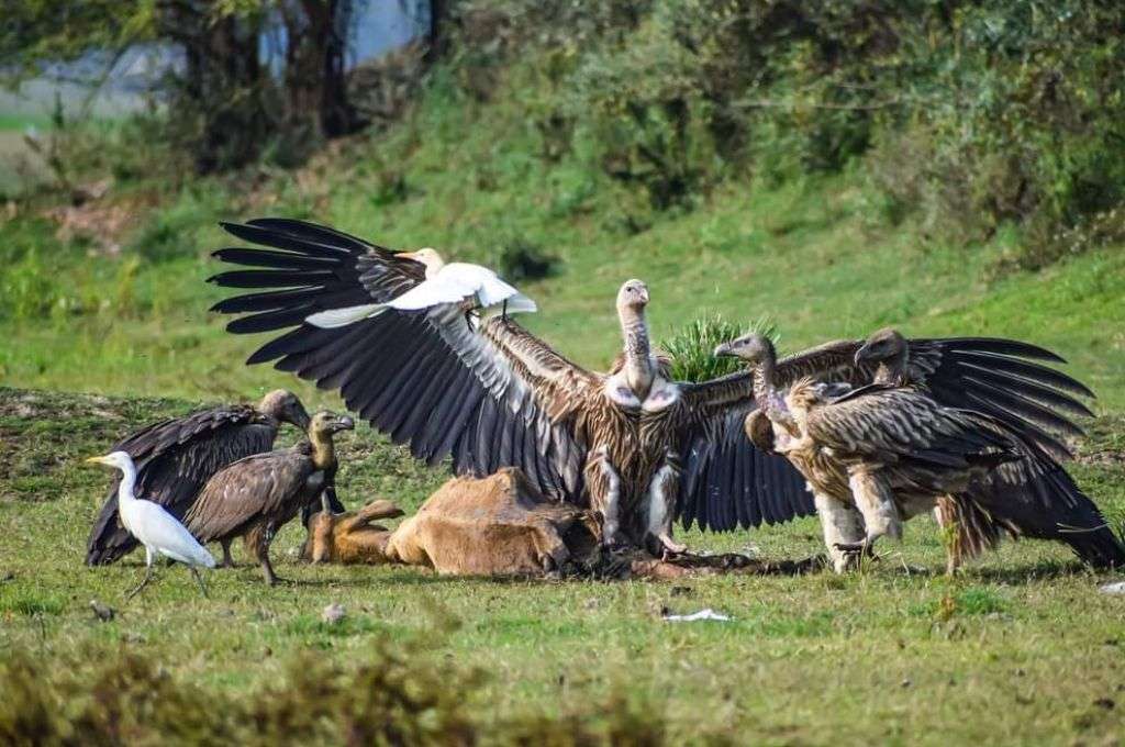 A kettle of vultures