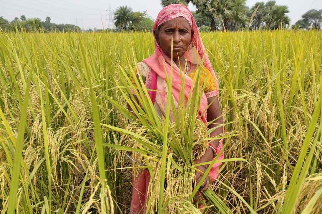 A woman farmer in a pink saree in a rice field_PC PRAN-organic farming